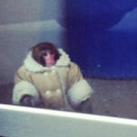 Canadian IKEA Monkey Figurine (Uprising Contest Winner) - Thumbnail 6