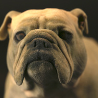 bulldog XXL size - Thumbnail 2