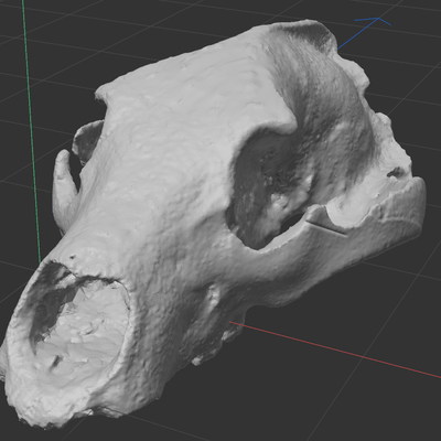 Bear Skull