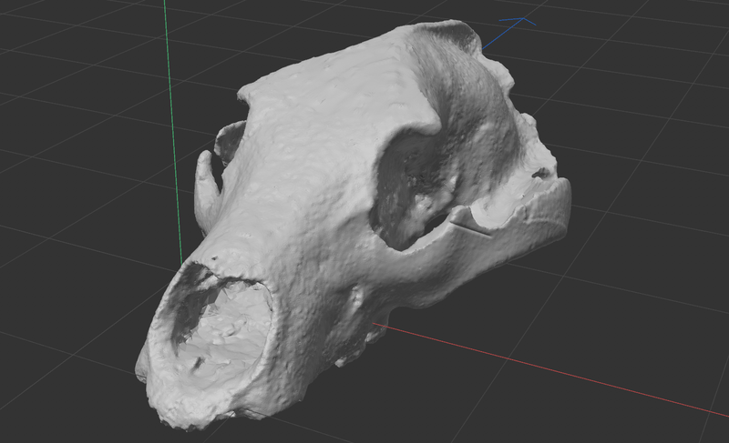 Bear Skull