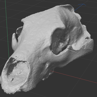 Bear Skull - Thumbnail 1