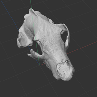 Bear Skull - Thumbnail 2