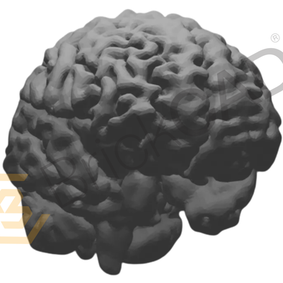 Brain model