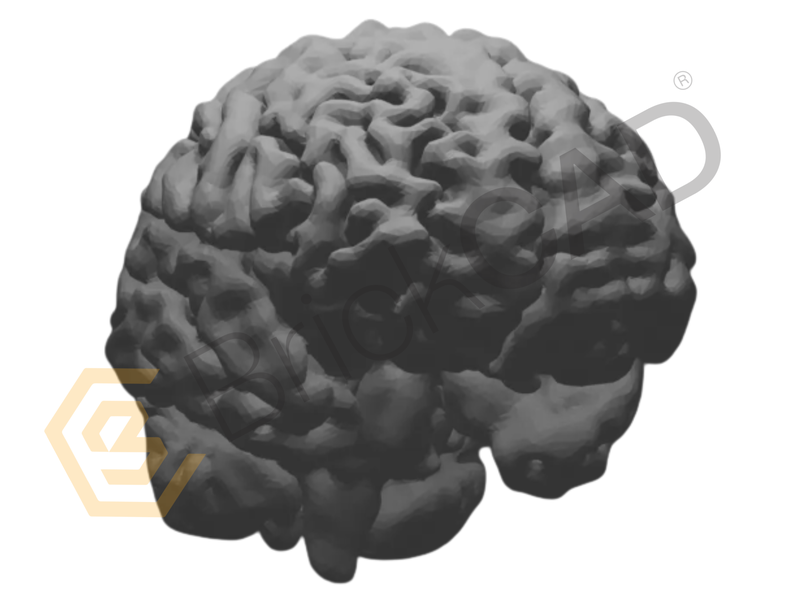 Brain model